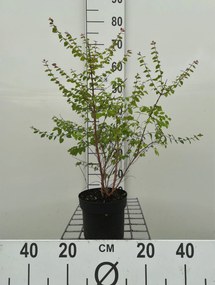 Symphoricarpos x chenaultii 'Hancock' - pot 1,3L - 30-40 cm -