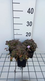 Geranium 'Dusky Crûg' - pot 9x9 cm
