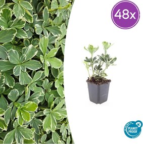 Pachysandra Terminalis 'Variegata' - 20cm