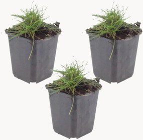 Planten Bearskin Fescue Festuca gautieri, 3-delig
