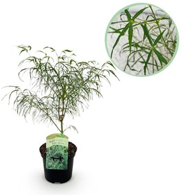 Japanse Esdoorn Koto-no-ito - Groen - 70cm