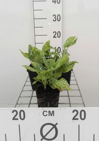 Pulmonaria officinalis 'Sissinghurst White' - pot 9x9 cm