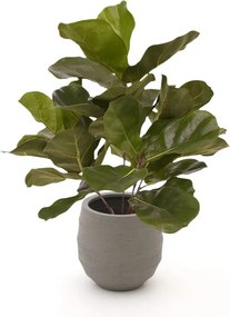 Kunstplant Designplants Luca Lifestyle | Groen Kunststof | Inclusief bloempot | ø38x38cm | Geschikt voor buiten en binnen | Kees Smit Tuinmeubelen