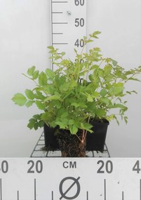 Astilbe chinensis 'Pumila' - pot 9x9 cm