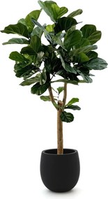 Kunstboom Designplants Luca Lifestyle | Groen Kunststof | Inclusief bloempot | Geschikt voor buiten en binnen | Kees Smit Tuinmeubelen