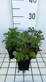 Chrysanthemum 'Duchess of Edinburgh' - pot 9x9 cm -