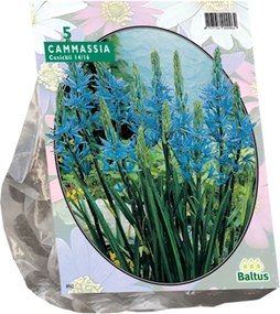 Baltus 'Camassia Cusickii' - voorjaarsbloeiers - 5 bollen