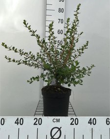 Escallonia 'Donard Seedling' - pot - 40-50 cm -