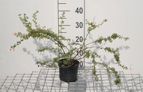 Potentilla fruticosa 'Blink' (Princess) - pot 1,3L - 20-25 cm