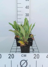 Limonium latifolium - pot 9x9 cm -