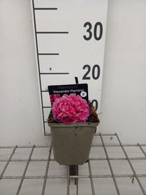 Paeonia 'Alexander Fleming' - pot 1L
