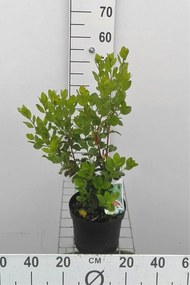 Arbutus unedo - pot 3L - 30-40 cm -