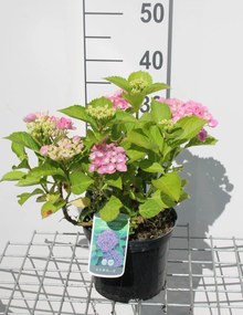 Hydrangea macrophylla 'Bodensee' - pot - 25-30 cm -