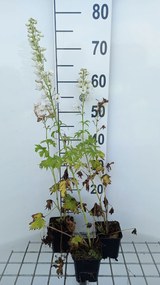 Delphinium 'M.f.' pure white - pot 9x9 cm