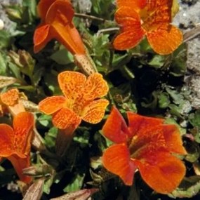 Mimulus 'Orange Glow' - pot 9x9 cm -