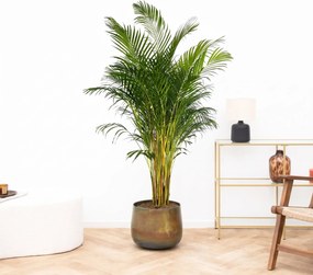 Areca palm (Dypsis Lusescens) - 180cm