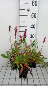 Persicaria affinis 'Donald Lowndes' - pot 9x9 cm