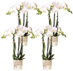 Combi deal - 4 Orchideeën