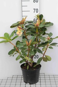 Rhododendron'Horizon Monarch'- pot - 40-50 cm