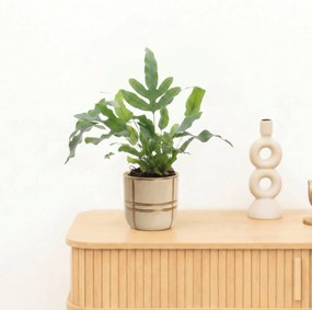 Bambino Phlebodium Blue Star - 20 cm