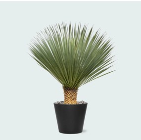 Combi deal - Yucca Rostrata op stam inclusief Bucket - 120 cm