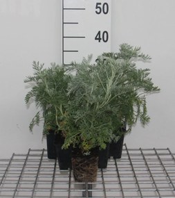 Artemisia 'Powis Castle' - pot 9x9 cm