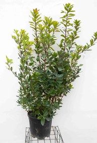 Arbutus unedo - pot 18L - 125-150 cm -