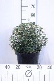 Osmanthus x burkwoodii - pot 10L - bolvorm diameter 40+ cm