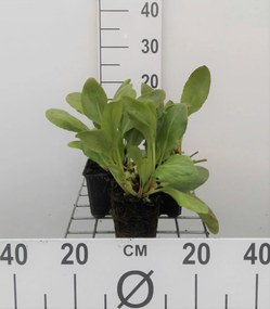 Bergenia 'Bressingham White' - pot 9x9 cm