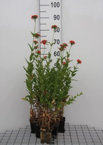 Lychnis chalcedonica - pot 9x9 cm -