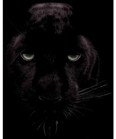 Goossens Schilderij Black Panther, 70 x 118 cm
