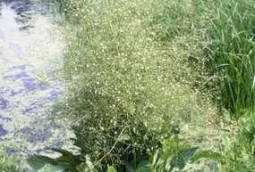 Alisma plantago-aquatica - Biopot diameter 7 cm
