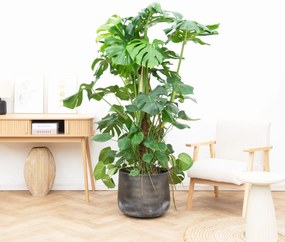 Monstera Deliciosa XXL - 170cm