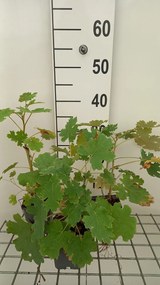 Macleaya cordata - pot 9x9 cm -