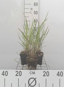 Panicum virgatum 'Squaw' - pot 9x9 cm