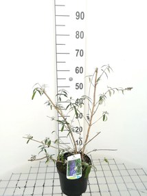 Buddleja davidii 'Nanho Blue' - pot - 40-60 cm -