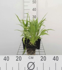 Scabiosa caucasica 'Alba' - pot 9x9 cm