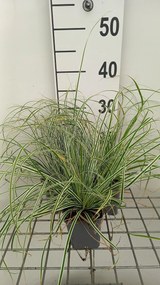 Carex oshimensis 'Fiwhite' (Everest) - pot 9x9 cm -