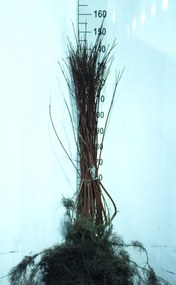 Cornus alba 'Sibirica' - blote wortel - 60-90 cm - 3-5 takken