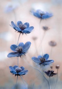 Kunstfotografie Cosmos blue, Mandy Disher, (26.7 x 40 cm)