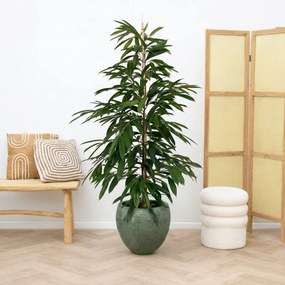 Ficus Amstel King struik - 130cm