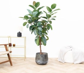 Ficus Elastica Robusta op stam - 170 cm