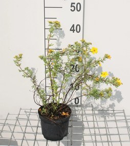Potentilla fruticosa 'Goldfinger' - pot 1,3L - 20-25 cm
