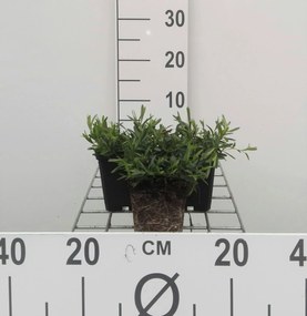 Dianthus deltoides 'Brilliant' - pot 9x9 cm