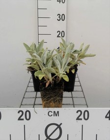Stachys byzantina 'Silver Carpet' - pot 9x9 cm -