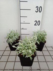 Cerastium tomentosum 'Silberteppich' - pot 9x9 cm