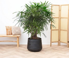 Rhapis Excelsa - 130cm