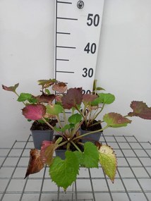 Campanula 'Sarastro' - pot 9x9 cm