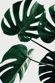 Ilustratie Monstera Natural 43, Studio Collection, (26.7 x 40 cm)