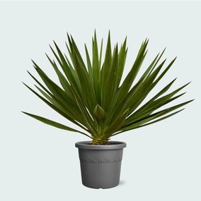 Yucca Gloriosa - 80 cm